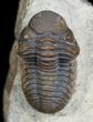 Small Phacops Trilobite From Foum Zguid #5753-3